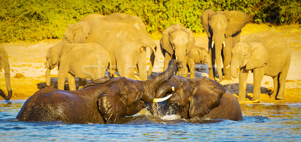 Young Elephants Playing In Water Stock photo © THP