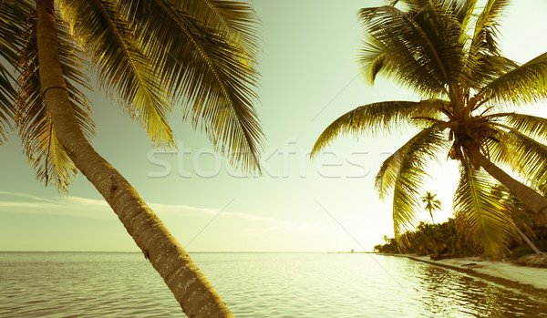 Stockfoto: Vintage · tropisch · strand · scène · palmbomen · oceaan · bomen