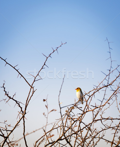 Bird in Botswana Africa Stock photo © THP