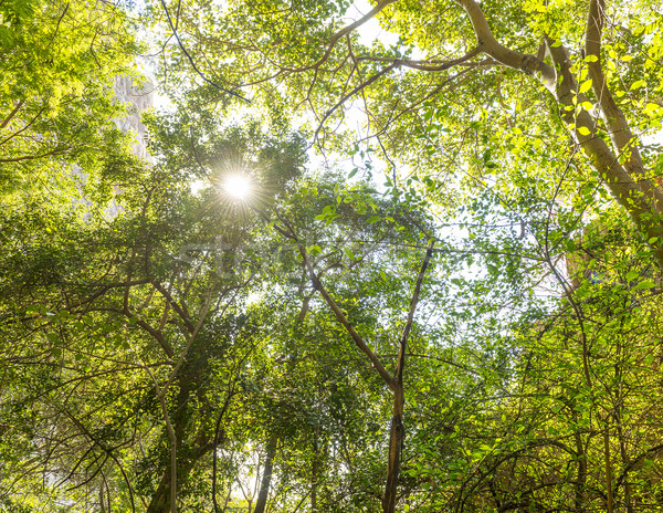 Jungle Canopy Africa Stock photo © THP