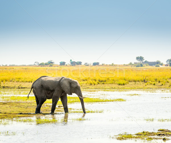 Elephant in Chobe National Park Botswana Stock photo © THP
