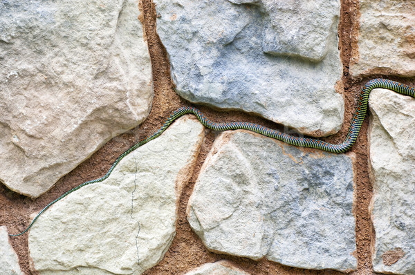 ヘビ 尾 楽園 岩 ツリー デザイン ストックフォト © THP