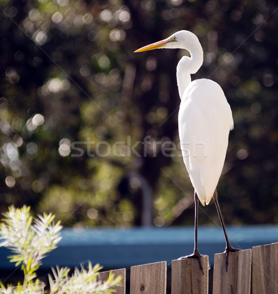 Great Egret Stock photo © THP