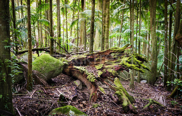 Forêt conservation belle luxuriante vert énorme [[stock_photo]] © THP