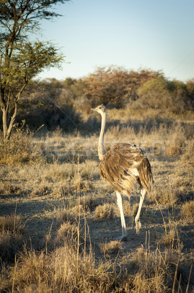 Devekuşu Botsvana Afrika büyük çim Stok fotoğraf © THP