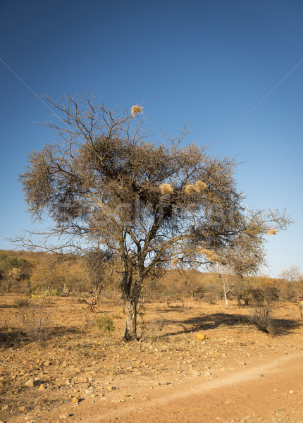 Weaver Birds Nests Africa Stock photo © THP