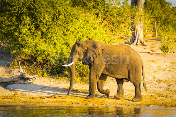 Bull Elephant Walking Along River Stock photo © THP