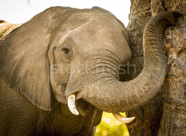 Young Elephant Calf Playing With Trunk Stock photo © THP