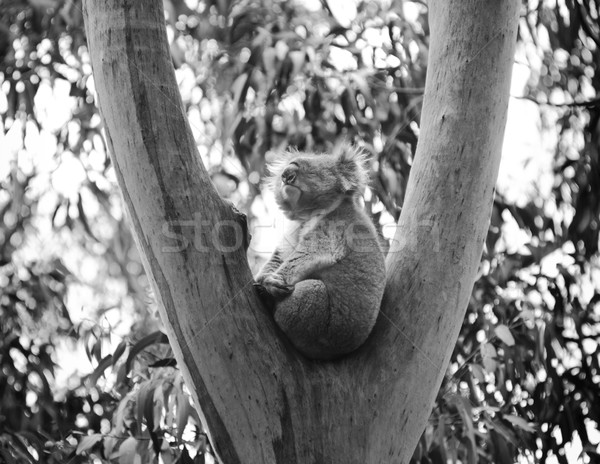 Coala tenha goma árvores Austrália Foto stock © THP