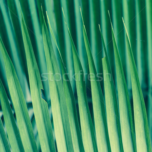 Palm Frond Background Stock photo © THP