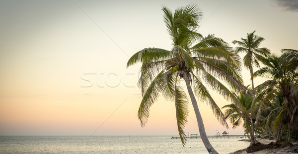 Foto stock: Playa · escena · puesta · de · sol · espacio · de · la · copia · mar