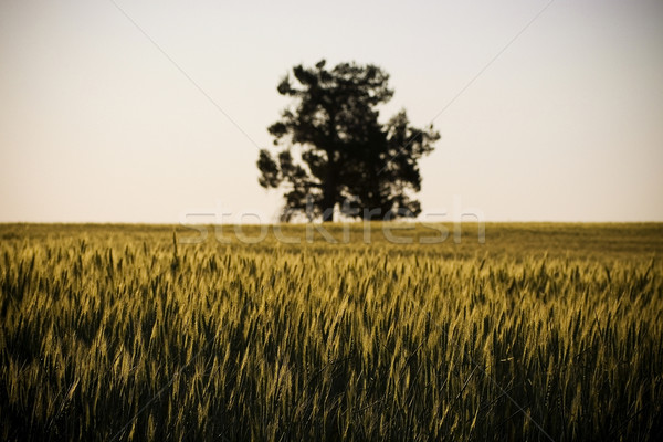 Cereale domenii afara apus de soare apus Imagine de stoc © THP