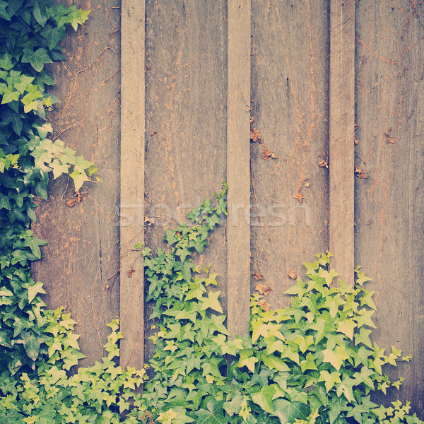 ツタ 壁 フレーム 成長 木製 ルーム ストックフォト © THP