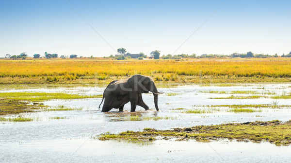 Elephant in Chobe National Park Botswana Stock photo © THP