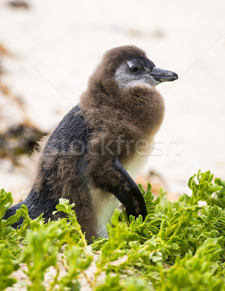 Stock photo: Molting Penguin Chick