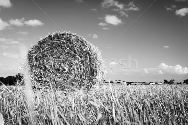 Hay Bales Stock photo © THP