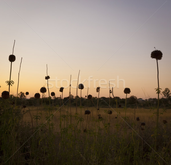 Abstract Flowers At Dusk Stock photo © THP