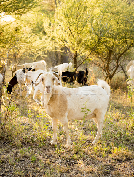 Goats Stock photo © THP