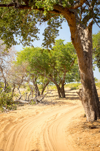 Stock photo: Chobe National Park Safari