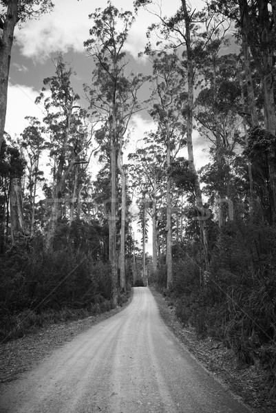 Floresta estrada estrada de cascalho snakes maneira alto Foto stock © THP