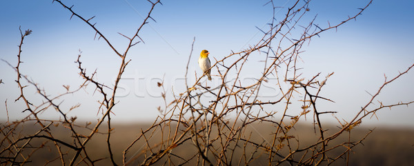 Bird in Botswana Africa Stock photo © THP