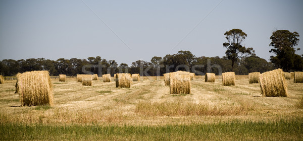 Feno colheita tempo acabado sentar-se campos Foto stock © THP