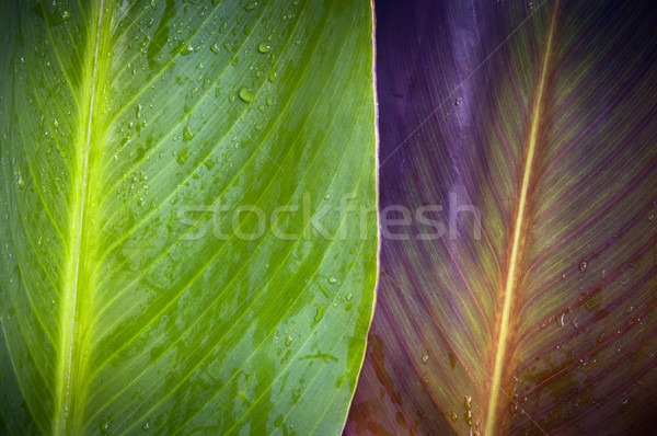 Two Leaves Stock photo © THP