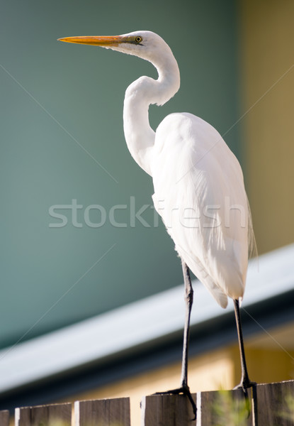 Great Egret Stock photo © THP