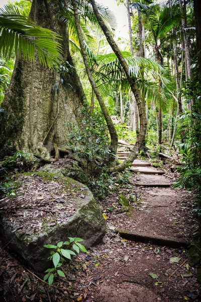 Lasu ścieżka starych wzrostu ostrzeżenie szlak Zdjęcia stock © THP