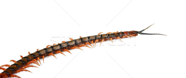 Centipede Isolated Stock photo © THP
