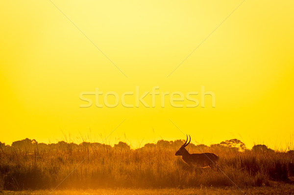 Foto stock: Puesta · de · sol · silueta · África · largo · hierba