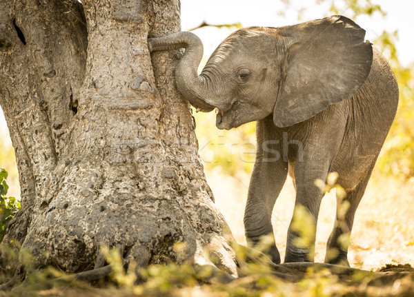 Young Elephant Calf Playing With Trunk Stock photo © THP