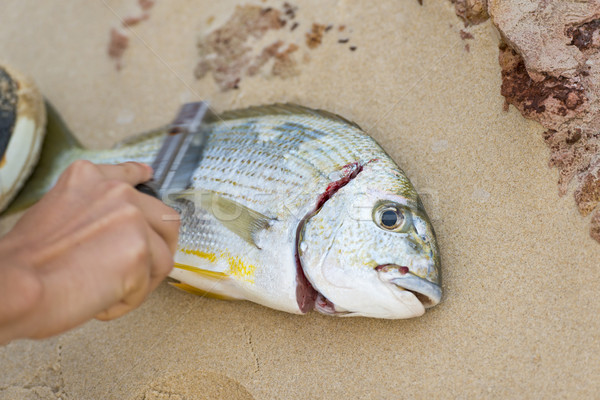 Descaling Fresh Fish Stock photo © THP