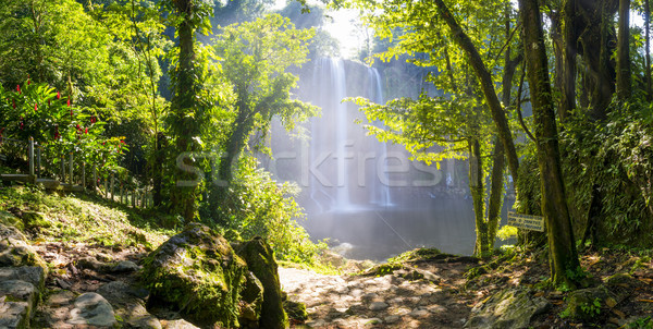 Cascadă Mexic panoramă apă copac pădure Imagine de stoc © THP