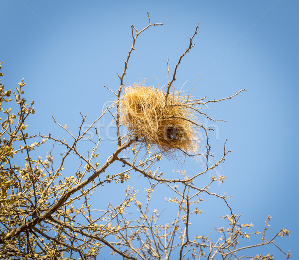 Weaver Birds Nests Africa Stock photo © THP