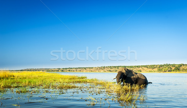 Chobe National Park Stock photo © THP