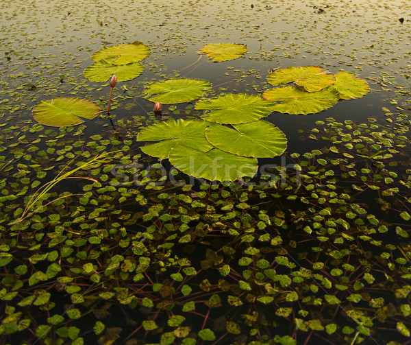 Lily Pads Stock photo © THP