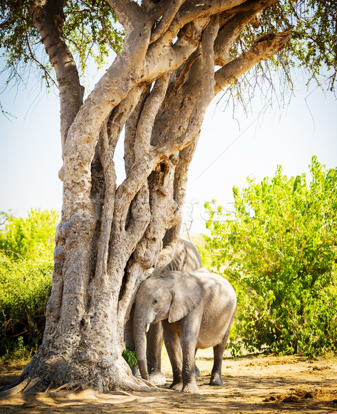 Baby Elephant Hiding Under Tree Stock photo © THP