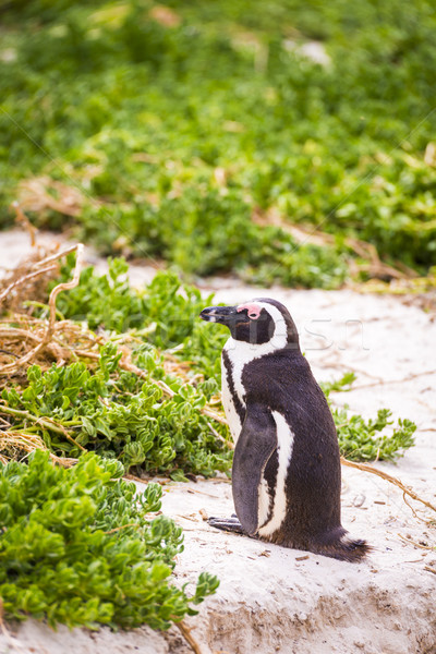 African Penguin Stock photo © THP