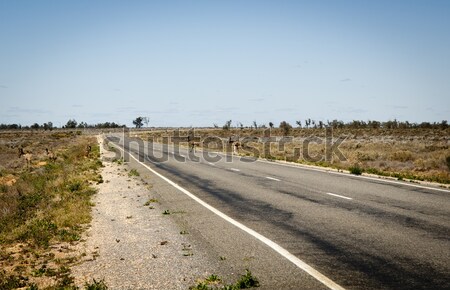 Emu Crossing Road Stock photo © THP