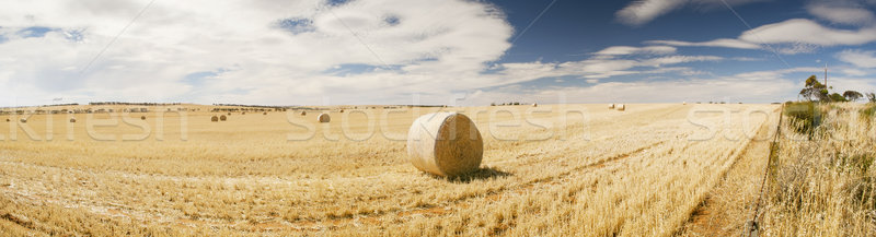 Harvest Stock photo © THP
