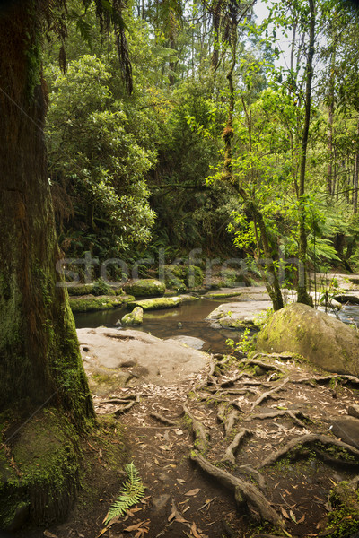 Otways National Park Stock photo © THP