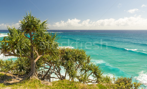 Queensland palme spiaggia cielo acqua Foto d'archivio © THP