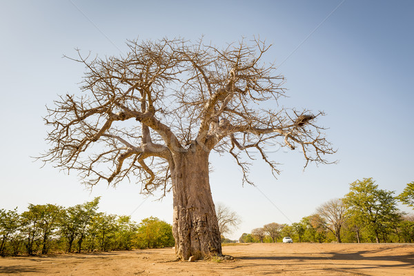 Baobab Tree Stock photo © THP