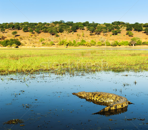 Alligator on Chobe River Stock photo © THP