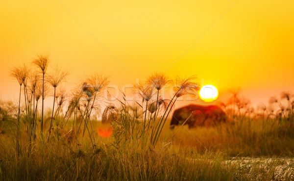 África clássico elefante africano longo grama pôr do sol Foto stock © THP