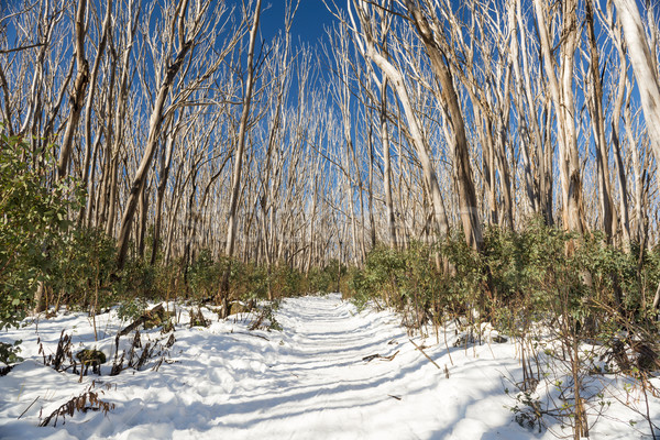Snow Trees Stock photo © THP