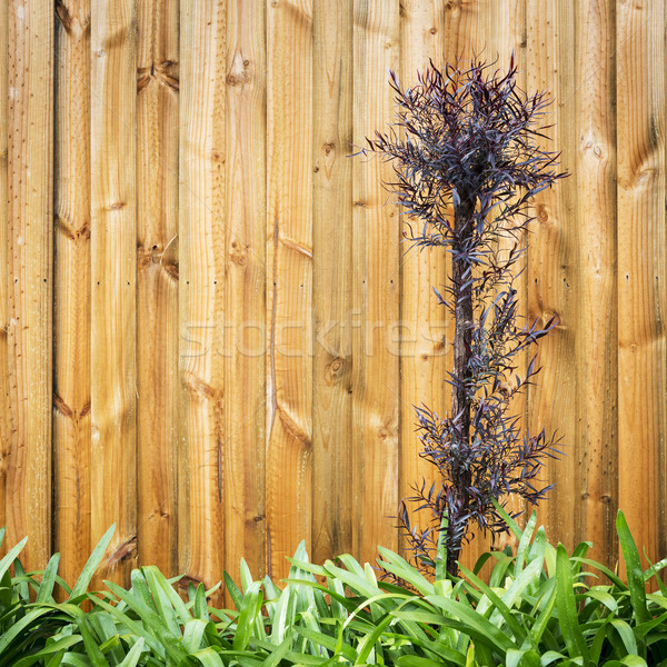Gartengestaltung Blätter neue Holz Panel Zaun Stock foto © THP