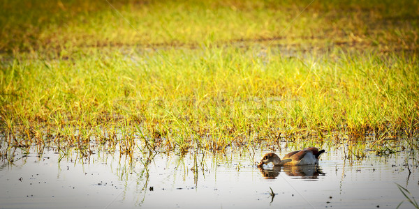 Duck on the Chobe River Stock photo © THP