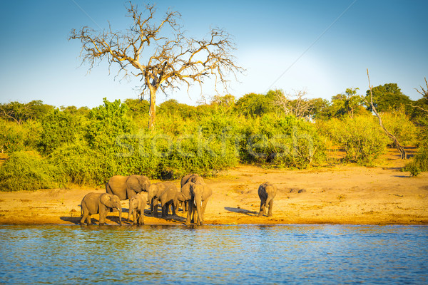 Stock photo: Elephant Herd At Rivers Edge